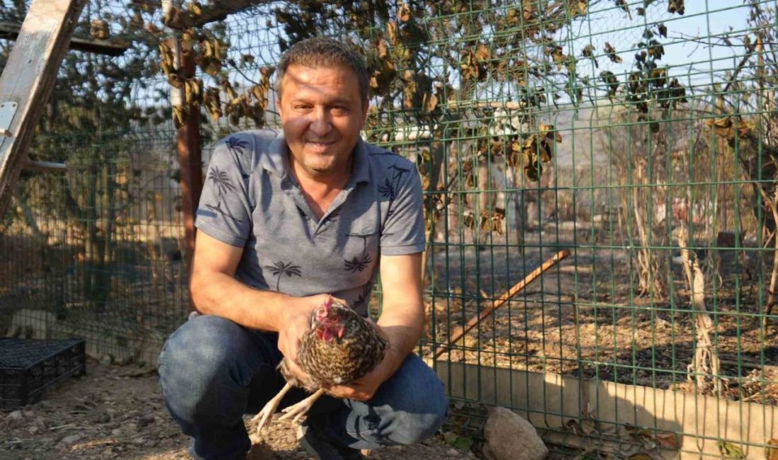 Bilecik’te 5 gün önce başlayan orman yangınında 3 bağ evi