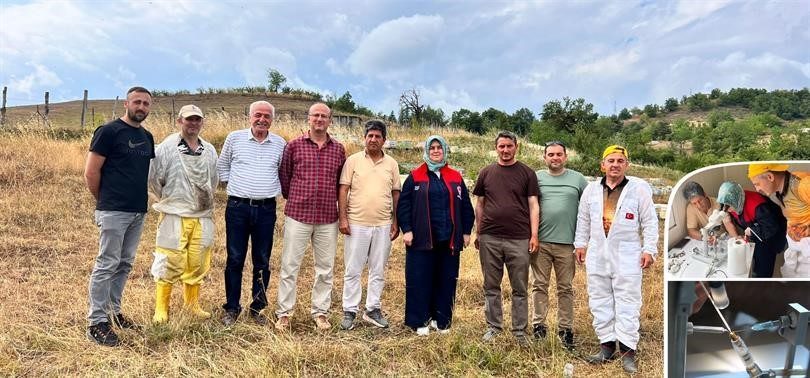 Yığılca arısı için suni tohumlama Düzce İl Tarım ve Orman Müdürü Esra Uzun ile Düzce
