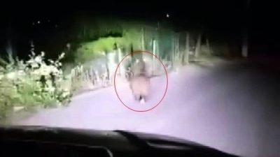 Sakarya’nın Sapanca ilçesinde yola inen yavru ayı, bir vatandaş tarafından