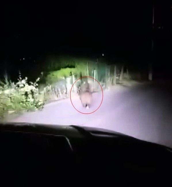 Yola inen yavru ayı cep telefonu ile görüntülendi Sakarya’nın Sapanca ilçesinde yola inen yavru ayı, bir vatandaş tarafından