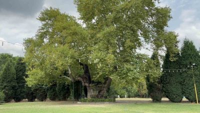 Kocaeli’nin Kartepe ilçesinde görkemli yapısıyla ilgi çeken 930 yıllık çınar