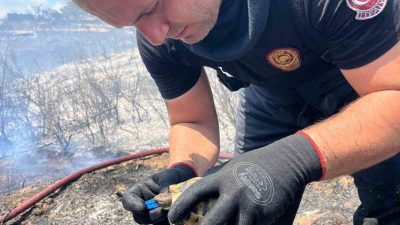 Kocaeli’nin Derince ilçesinde çıkan yangında kaplumbağayı kurtaran ve ona su