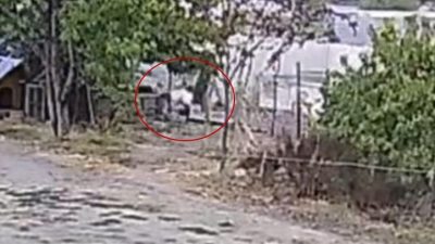 Düzce’de bir evin bahçesine giren başıboş köpekler, 20 tavuğu parçaladı.