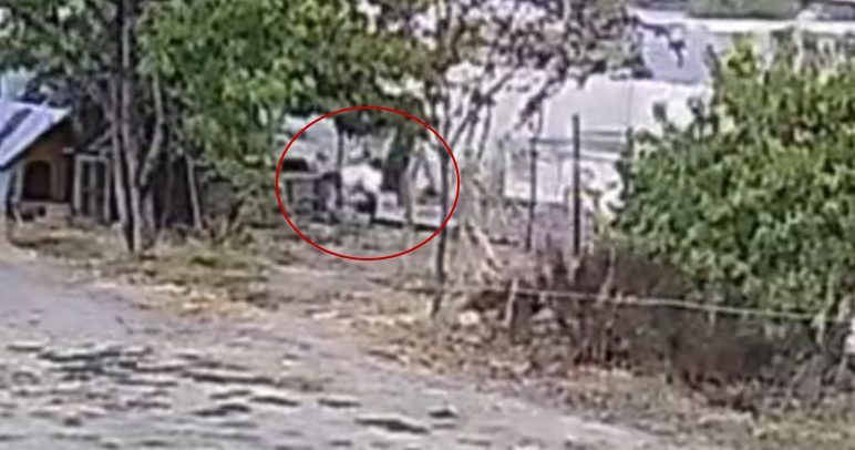 Bahçeye giren köpekler 20 tavuğu telef etti Düzce’de bir evin bahçesine giren başıboş köpekler, 20 tavuğu parçaladı.