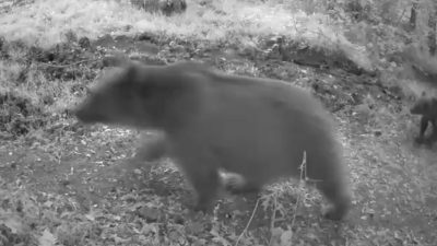 Bolu’da ormanlık alana yerleştirilen fotokapan, anne ayı ve 3 yavrusunu
