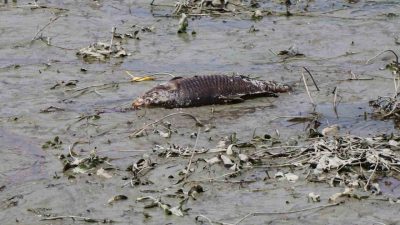 Bolu’nun Merkez ilçesine bağlı Çepni köyünde bulunan tarımsal sulama göletinde,