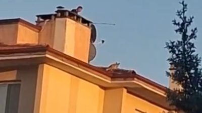 Bolu’da 5 katlı bir apartmanın çatısına çıkan tilki, itfaiye ekiplerinin