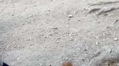 Bolu’nun doğal güzellikleriyle ünlü Gölcük Tabiat Parkı’nda piknik yapan vatandaşlar,