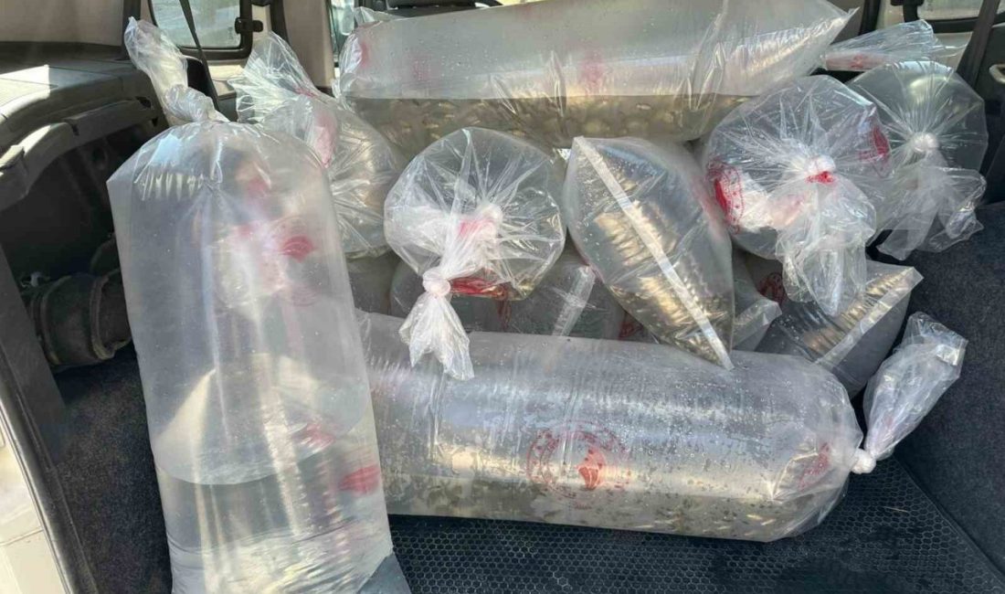 Bolu Gölköy Su Ürünleri Üretim İstasyonu’nda üretilen 6 milyon 416