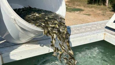 Bolu İl Tarım ve Orman Müdürlüğü’ne bağlı Gölköy Su Ürünleri