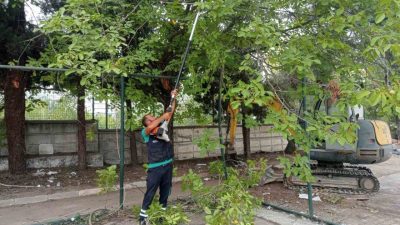Başiskele’de ağaçların budama işlemleri ve bakımları yıl boyunca periyodik olarak