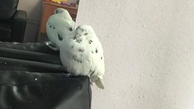 Bilecik’te emlakçılık yapan Soner Güler, 2 sene önce hediye aldığı