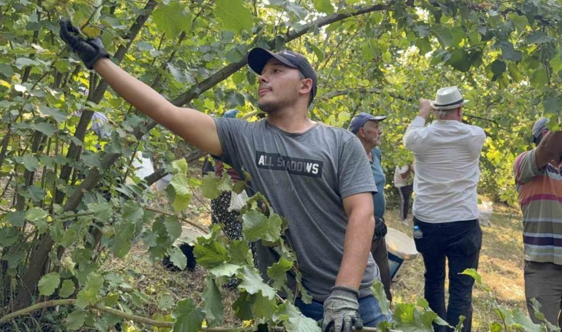 Düzce’nin Gölyaka ilçesinde havaların sıcak gitmesi fındığı erken olgunlaştırırken üreticiler,