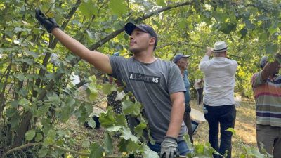 Düzce’nin Gölyaka ilçesinde havaların sıcak gitmesi fındığı erken olgunlaştırırken üreticiler,