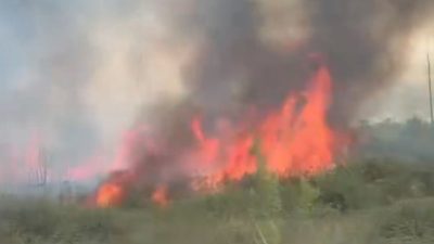 Düzce’de yol kenarında otluk alanda çıkan ve rüzgarın da etkisi