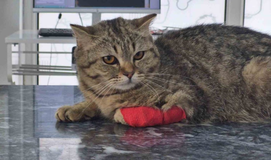 DÜZCE (İHA) – Düzce’den son dört ayda 420,3 ton kedi
