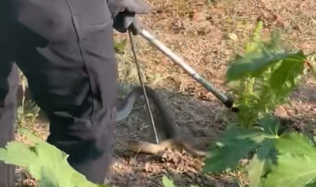 Düzce’de sıcak havaların etkisi ile sürekli görülen yılanlar bu sefer