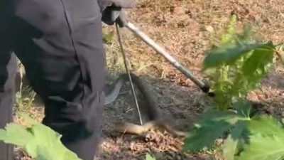 Düzce’de sıcak havaların etkisi ile sürekli görülen yılanlar bu sefer