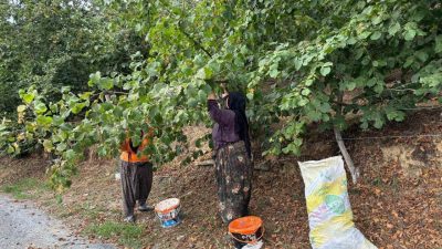DÜZCE(İHA) – Düzce’nin Akçakoca ilçesinde havaların sıcak gitmesi fındığı erken