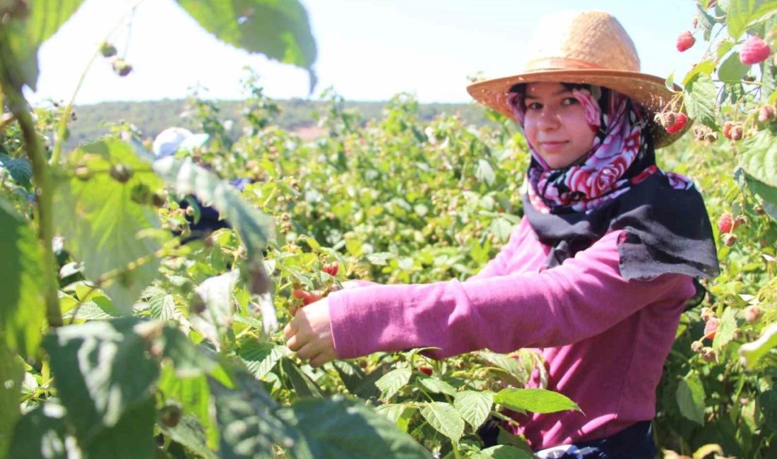 Bolu’da yaşayan 26 yaşındaki Yunus Emre Kalaycı, memur babasından aldığı