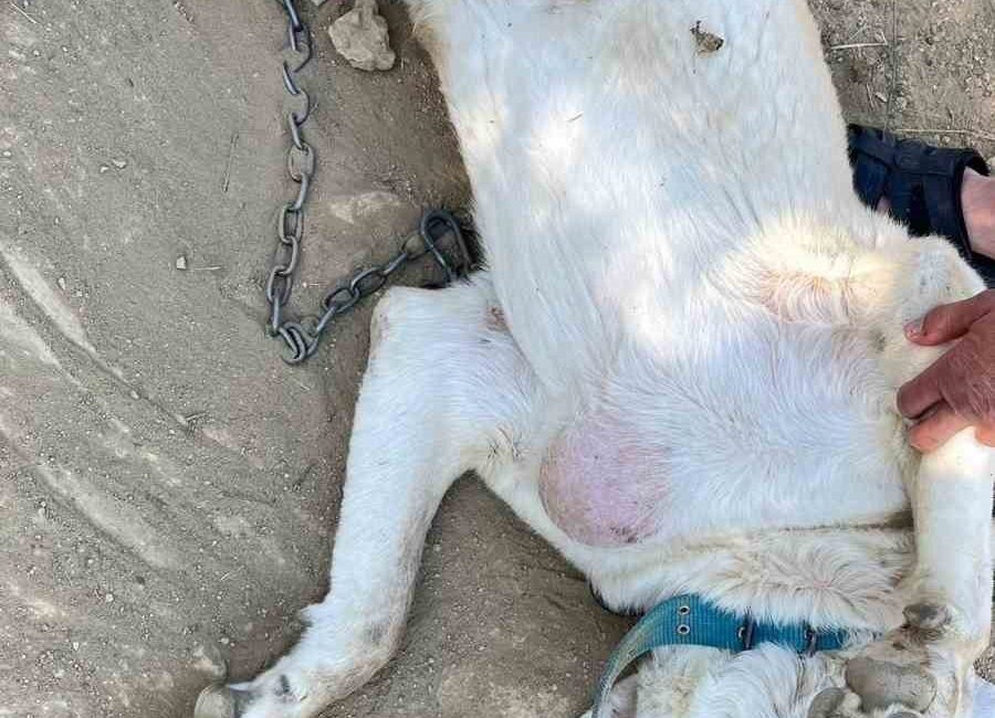 Göğsünde tümör bulunan köpek ameliyat edildi Bilecik’te sokakta yaralı halde bulunan ve göğsünde tümör tespit edilen