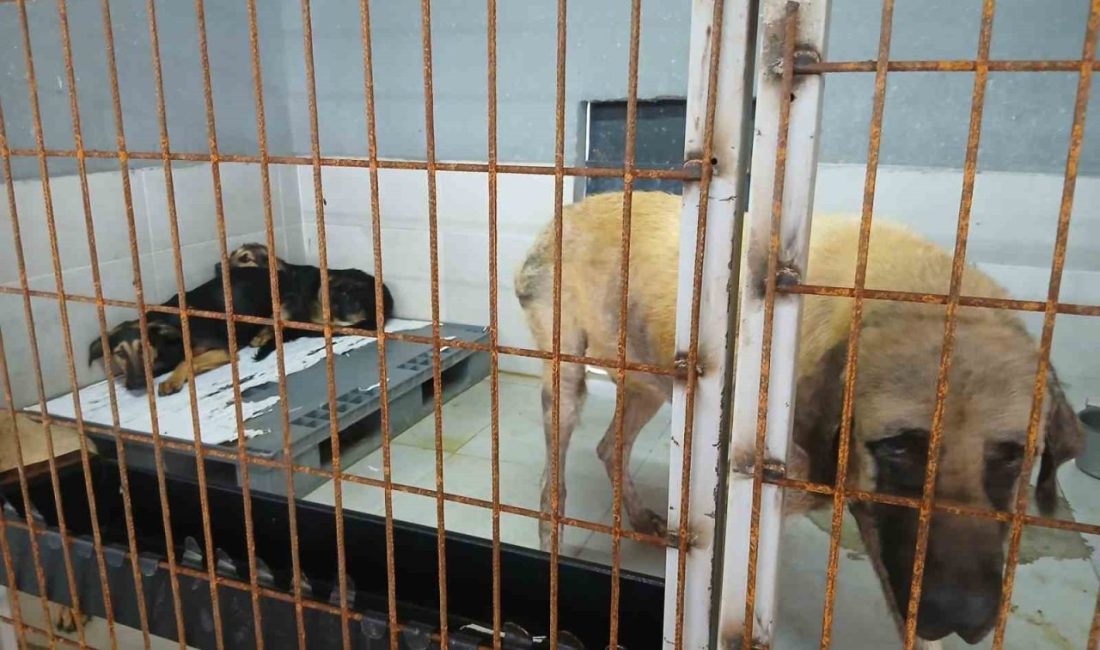 Gölcük Belediyesi, Sokak Hayvanları Rehabilitasyon Merkezi’ne ilişkin sosyal medyada yer
