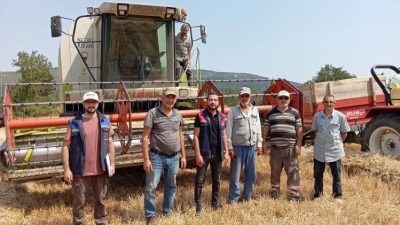 Bilecik’in Gölpazarı ilçesinde hububat hasadı tüm hızıyla devam ederken, İlçe