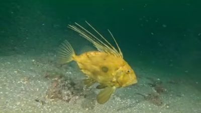 Kocaeli Büyükşehir Belediye Başkanı Tahir Büyükakın, İzmit Körfezi’nde artan canlılığı