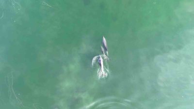 İzmit Körfezi’nde biri yavru üç yunus, masmavi sularda adeta dans