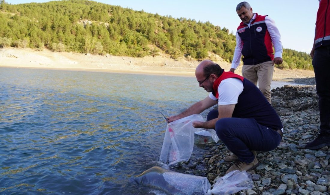 Kastamonu’da baraj ve göletlere 656 bin yavru sazan balığı salındı Kastamonu’da İl Tarım ve Orman Müdürlüğü ekiplerince baraj ve göletlere