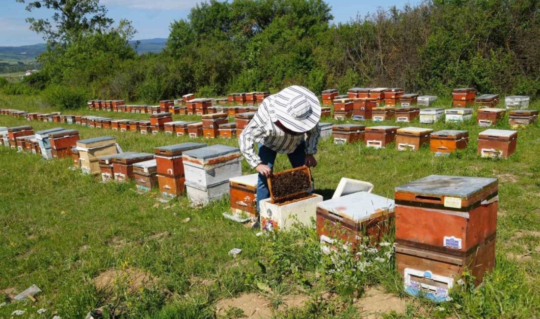 Kastamonu’da arıcıların kestane balı üretim sezonu sona erdi. Yılda 400