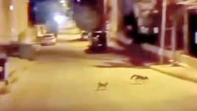 Bilecik’in Bozüyük ilçesinde yiyecek bulmak için mahallede dolaşan tilkiye sokak