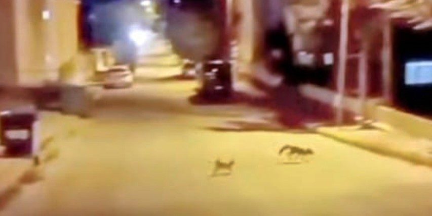 Kedi tarafından saldırıya uğrayan tilki çareyi kaçmakla buldu Bilecik’in Bozüyük ilçesinde yiyecek bulmak için mahallede dolaşan tilkiye sokak