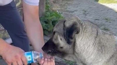 Düzce’de aşırı sıcaklar insanlar kadar sokak hayvanları da etkiledi. Susayan