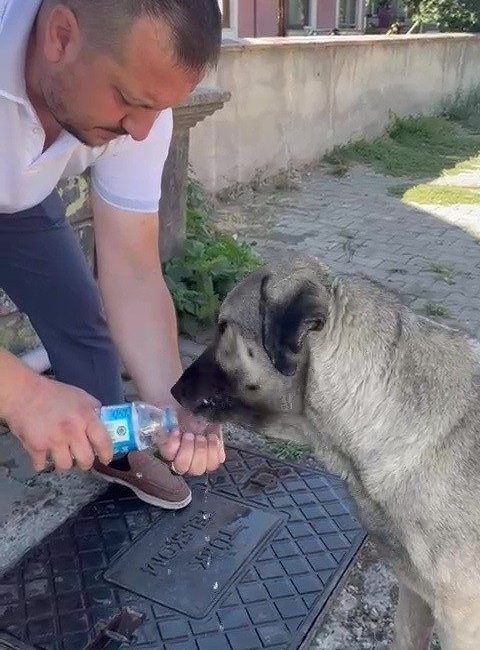 Düzce’de aşırı sıcaklar insanlar kadar sokak hayvanları da etkiledi. Susayan