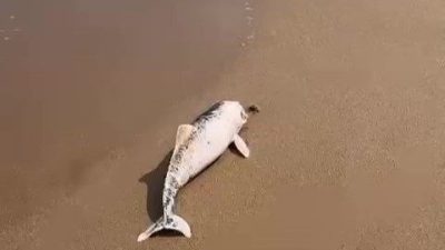 Kocaeli’nin Kandıra Sarısu Plajı’nda karaya vurmuş ölü yunus yavrusu cep