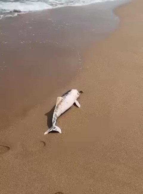 Kocaeli’nin Kandıra Sarısu Plajı’nda karaya vurmuş ölü yunus yavrusu cep