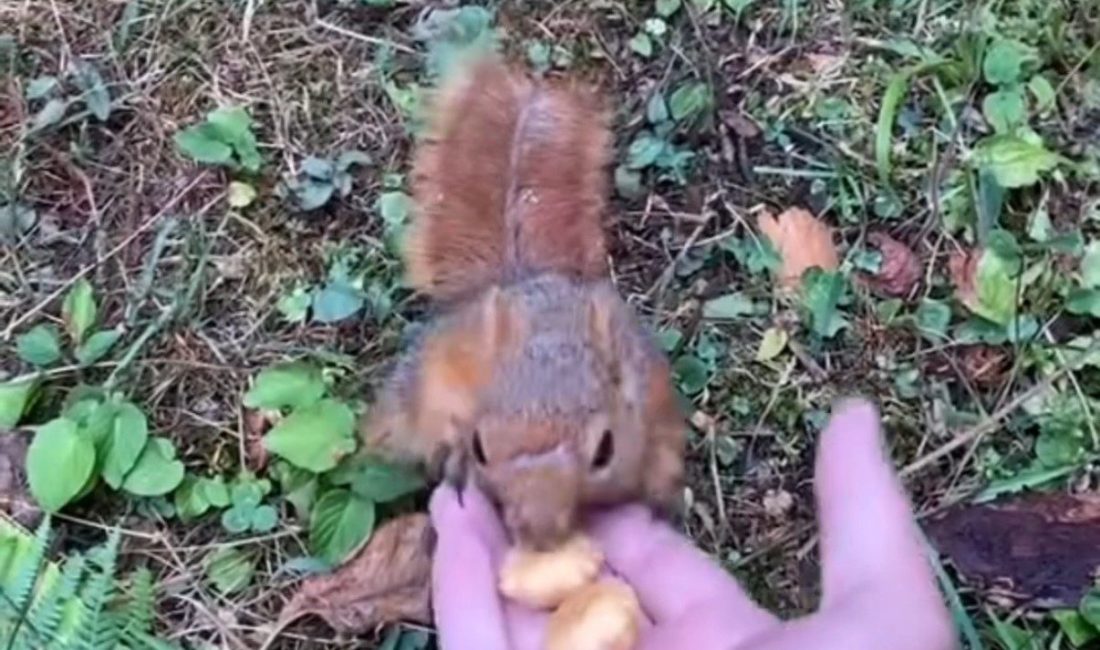 Düzce’de serinlemek için ormana giden bir aile ormanlık alanda sincapla