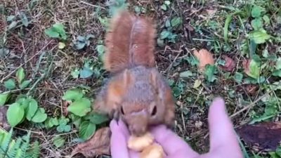 Düzce’de serinlemek için ormana giden bir aile ormanlık alanda sincapla