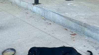 Bilecik’in Osmaneli ilçesinde bir aracın çarpması sonucunda ağır yaralanan köpek