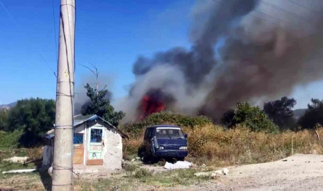Sakarya’nın Geyve ilçesinde otluk ve ağaçlık alanda çıkarak paniğe sebep
