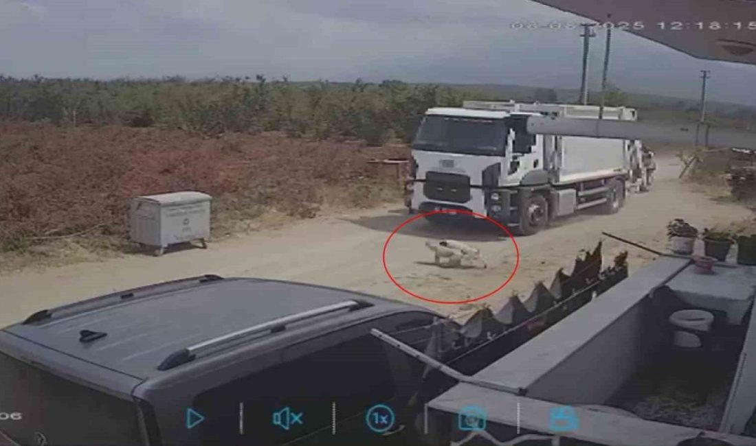 Sakarya’nın Karapürçek ilçesinde oyun oynarken yola fırlayan iki köpek, bölgede