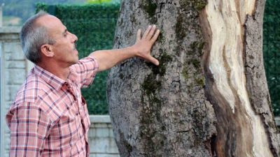 Sakarya’nın Akyazı ilçesinde bulunan asırlık çınar ağaçlarının hızla kuruması bölge