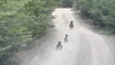 Kastamonu’nun Küre ilçesinde seyir halindeki bir aracın önüne çıkan ayı