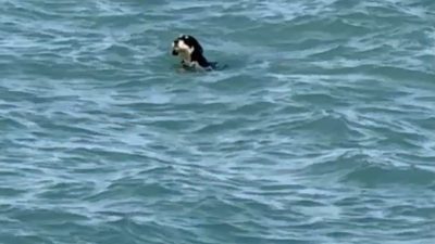 Kastamonu’nun Çatalzeytin ilçesinde sıcaktan bunalan köpeklerin denizde yüzerek serinlediği anlar