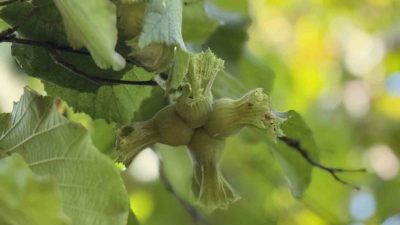 Toprak Mahsulleri Ofisi’nden yapılan açıklamada 2025 yılı ürünü fındık alım