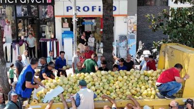 Düzce Belediyesi’nin desteğiyle yerli tohumdan üretilen 5 ton “Minika” kavunu,