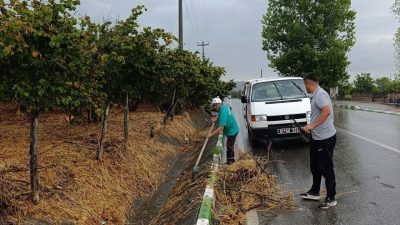 DÜZCE(İHA) – Düzce’nin Çilimli ilçesinde yol kenarlarında bulunan ve kuruyan