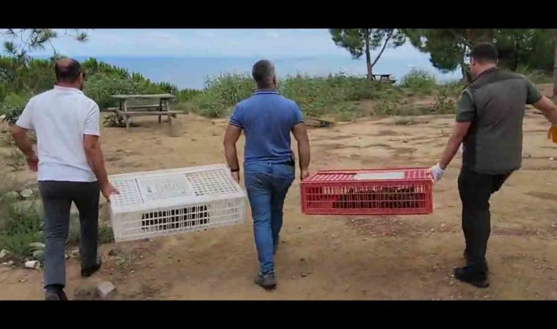 Yalova Esenköy’de 100 kınalı keklik doğaya salındı Yalova’nın Çınarcık ilçesine bağlı Esenköy beldesinde 100 kınalı keklik doğaya
