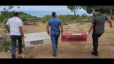 Yalova’nın Çınarcık ilçesine bağlı Esenköy beldesinde 100 kınalı keklik doğaya